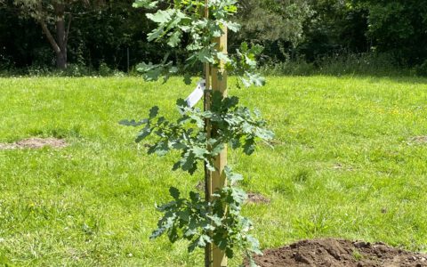 Oak tree at Retford Oaks